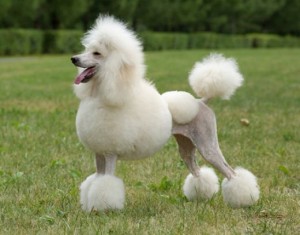 a-heranca-do-poodle