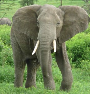 Elefante