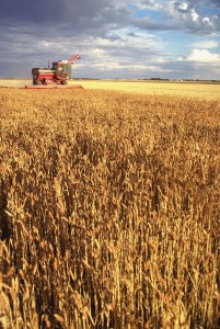 Combine in Wheat Field