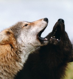 os-dois-lobos